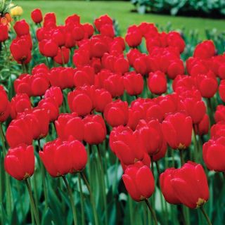 Really Really Red Tulip Basket Thumbnail